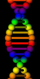 Rainbow DNA