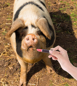 Putting lipstick on a pig