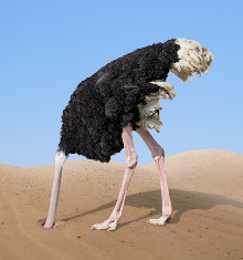 Ostrich with head buried in sand