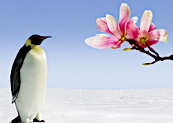 Penguin staring at magnolias
