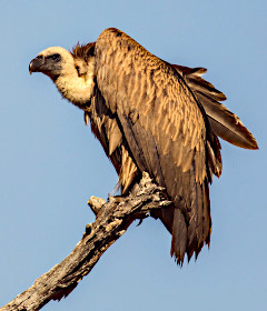 Vulture in tree