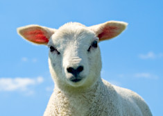 Sheep
