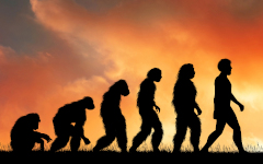 The evolution of man